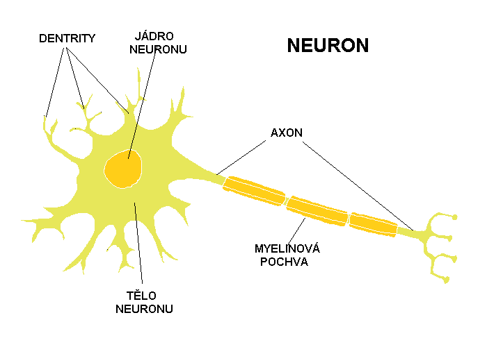 Neuron.gif