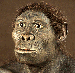 Homo habilis.gif